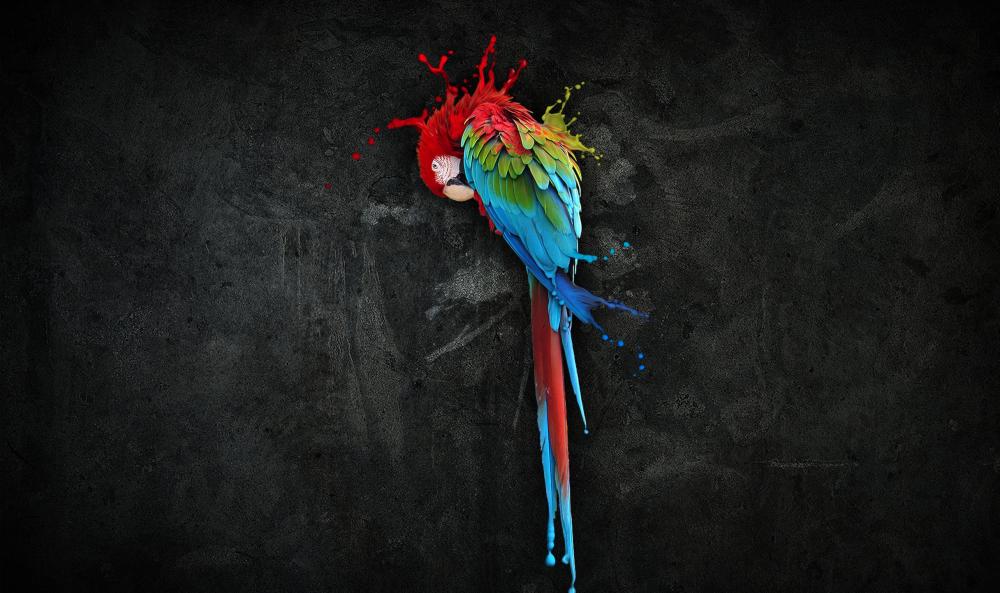 2_pretty_parrot_splash-wide.jpg