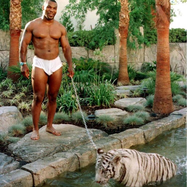 mike_tyson_tiger-xxlarge_trans_NvBQzQNjv4BqX22m7Owe_ImoJC7WU_7_rGXASTMSkgACaFkzFpkKsJc.jpg